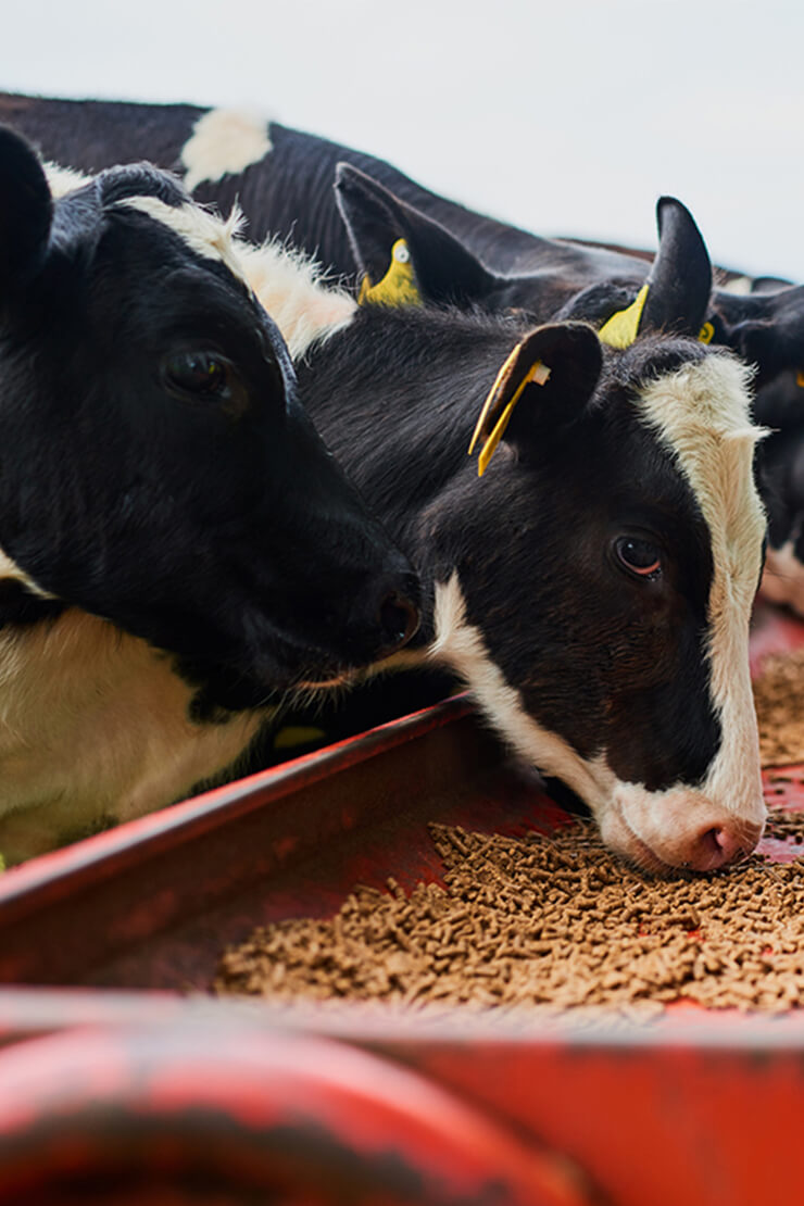 Kilosa Africa - Animal Feeds - Commodity Trading